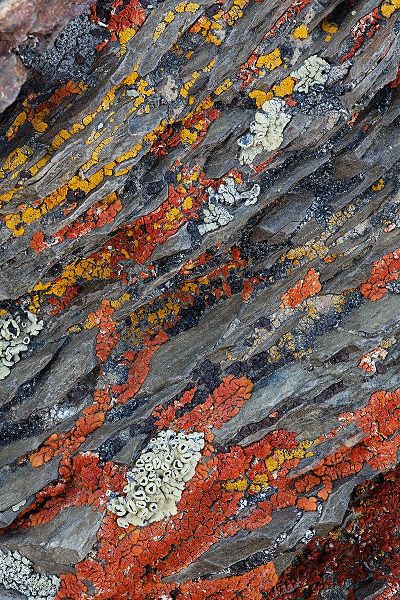 Jones, Adam 아티스트의 Colorful red and yellow lichens on rocks-eastern Sierra Range-California작품입니다.